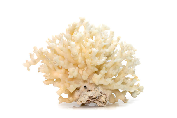 Image of dead white coral cubes on a white background. Undersea Animals. - Photo, image