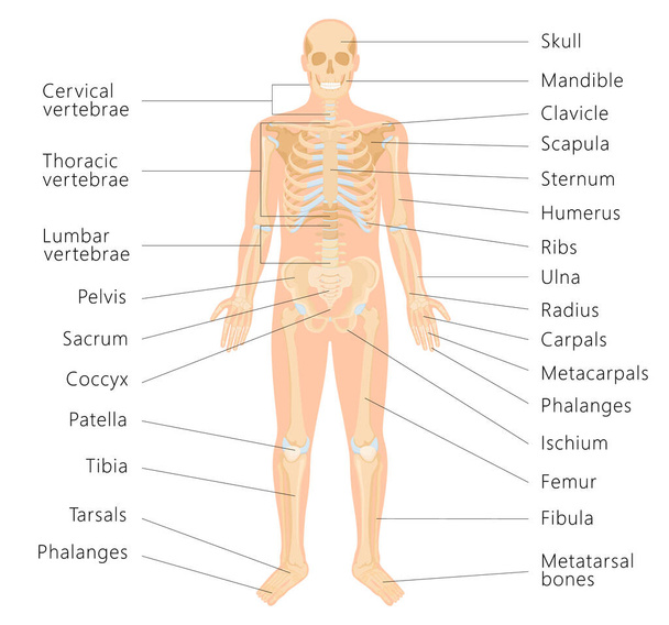 Человеческая скелетная система с буквами костной инфографики на белом фоне. Медицинский баннер. Реалистичные желтые кости конечностей или черепа, туловище с позвоночником и ребрами. Вид спереди, изолированный вектор - Вектор,изображение