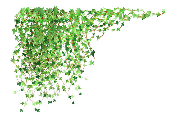 Decoration for garden or home.Green vine, creeper or ivy hanging from above or climbing the wall.Template on white background. - ベクター画像