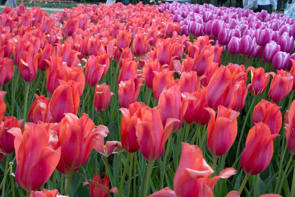 Many different varieties of brightly coloured tulips. Super-cluster of rows of tulips of all hues and colors . These amazing summer blooms make for spectacular viewing, amongst the worlds greatest tulip collections. A true treat from nature. - Foto, immagini
