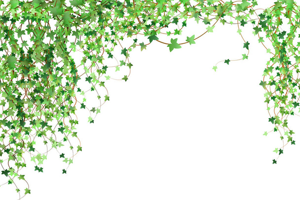 Decoration for garden or home.Green vine, creeper or ivy hanging from above or climbing the wall.Template on white background. - Vector, imagen