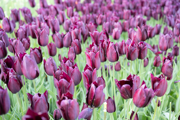 Tulips. Close up of mix many different multi colored coloured Turkey. Istanbul. - Foto, Imagem