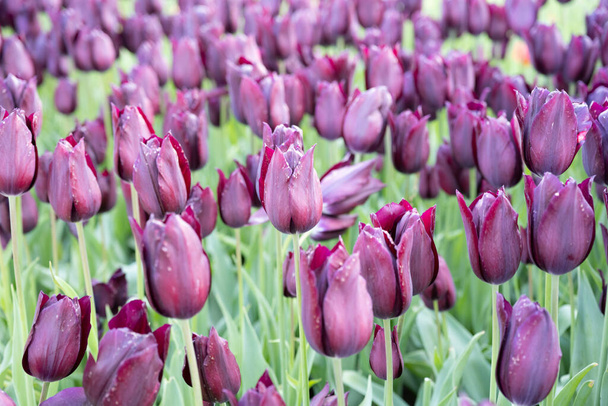 Tulips. Close up of mix many different multi colored coloured Turkey. Istanbul. - Foto, immagini