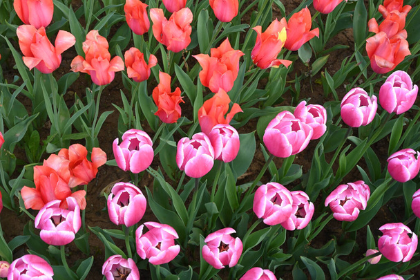 Tulips. Close up of mix many different multi colored coloured Turkey. Istanbul. - Foto, Imagen