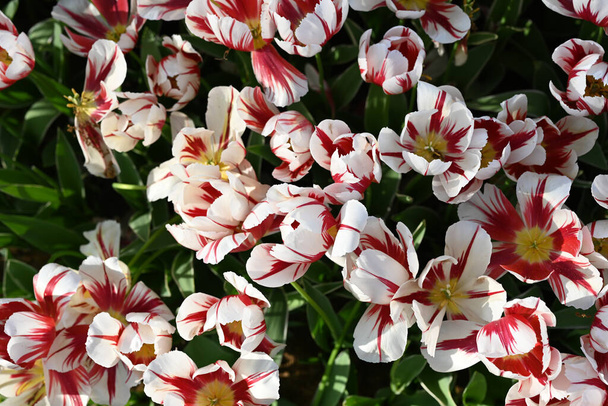 красивые цветы в саду - Фото, изображение