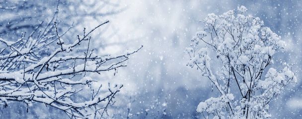 Branches of trees and bushes covered with fluffy snow in a winter forest during snowfall - 写真・画像