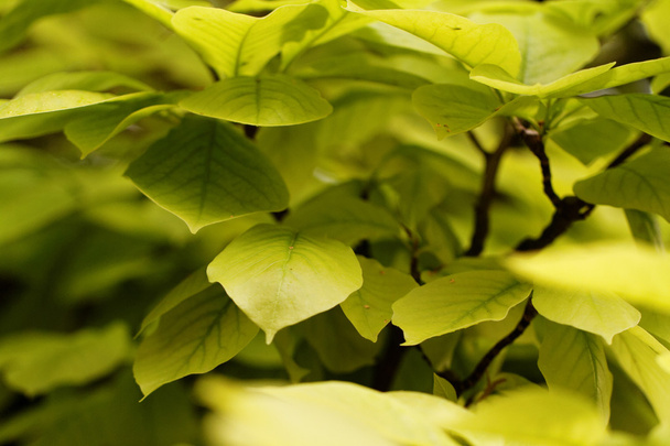 Fresh green leaf - Фото, зображення