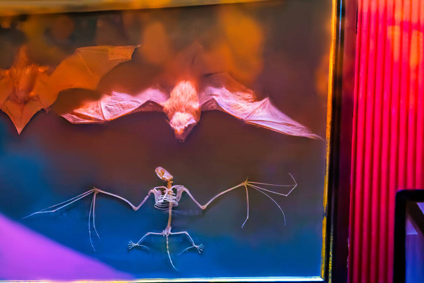 Taxidermy bat mount specimen flying. - Fotoğraf, Görsel