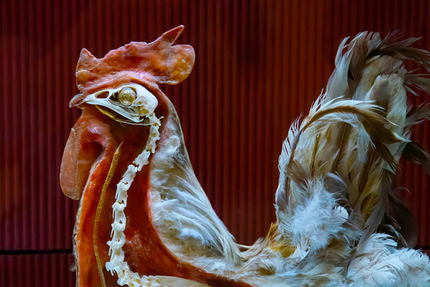 Stuffed cock with skeleton inside, closeup - Photo, image