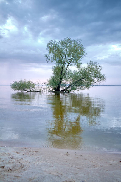 Separate growing tree in water against cloudy sky and water surface, beauty of nature, floating focus, light noise, vertical shot. - Foto, Imagem