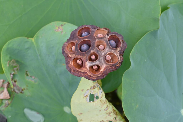 Lotus flower and fruit receptacle in the summer lotus field. Perennial aquatic plant native to India. The root is edible. - Fotó, kép
