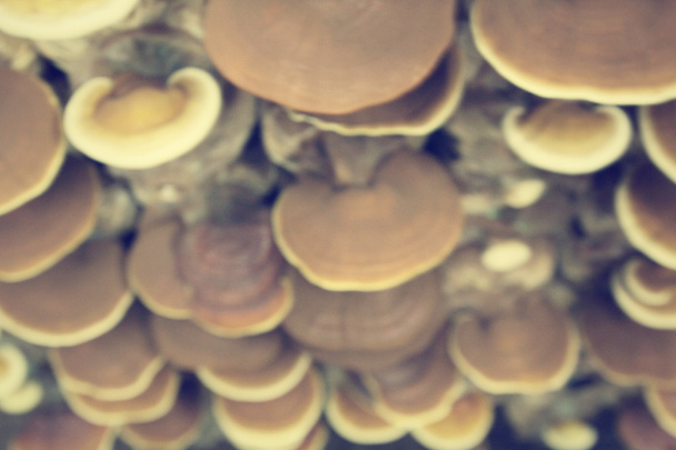 Размытость ganoderma lucidum - ling zhi mushroom
. - Фото, изображение