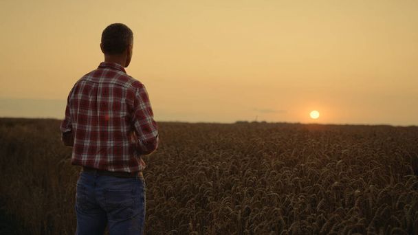 日の出小麦畑の作物を調べる実業家の所有者農学者。プロの起業家は夏の風景の中に農業事業を検査します。思慮深い栽培者のマネージャー。夕日パノラマのコンセプト.  - 写真・画像