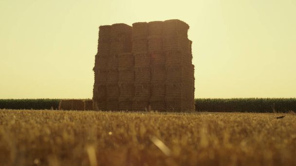 Straw bales pile field after harvest season. Large square haystack at farmland. Dry golden wheat hay rolls on eco ranch in warm sunlight. Summer rural countryside view. Agricultural business concept. - Foto, Imagen