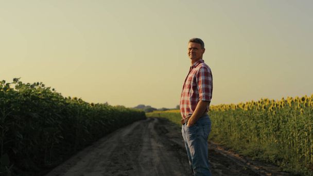 Агроном смотрит на подсолнечное поле под вечерним солнцем. Фокусированный фермер осматривает желтую плантацию на закате. Успешный владелец агробизнеса наблюдает за монокультурой на дороге. Концепция сельского хозяйства - Фото, изображение