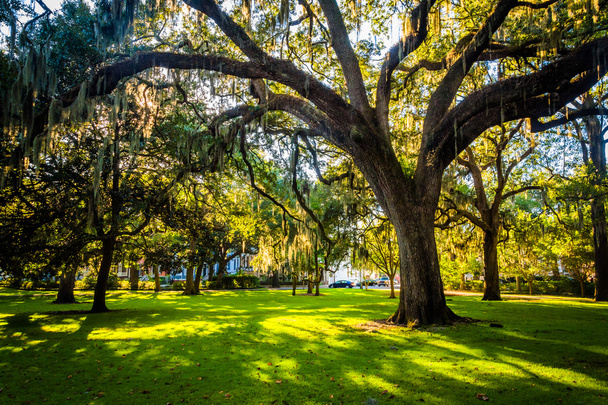Large oak trees and spanish moss in Forsyth Park, Savannah, Geor - Photo, image