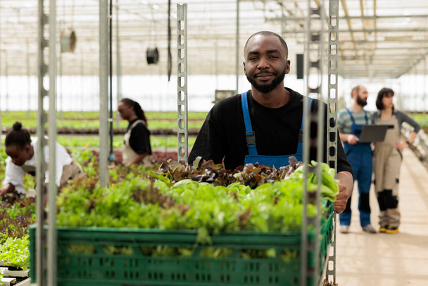 Portrait of smiling african american man pushing rack of crates with locally grown organic food from sustainable sources. Vegetable farmer working in greenhouse preparing delivery of assorted lettuce. - Photo, image