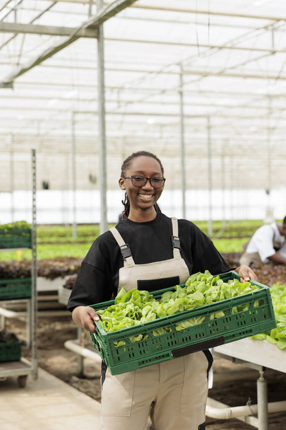 Portrait of organic food grower showing crate with fresh lettuce production ready for delivery to stores. Smiling african american vegetables farmer holding batch of fresh salad grown in greenhouse. - Foto, Imagem