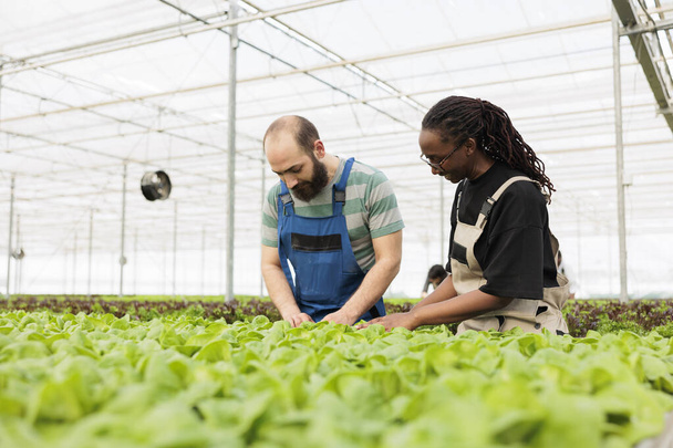 Caucasian man and african american woman checking plants development looking for damage in hydroponic enviroment. Diverse couple working in greenhouse doing quality control for bio crops. - Valokuva, kuva