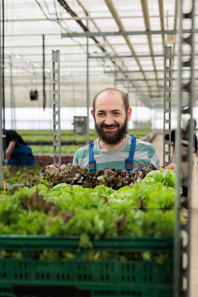 Portrait of smiling man working in greenhouse pushing rack of crates with locally grown organic green food from sustainable sources. Caucasian worker preparing vegetables delivery for local business. - Foto, immagini