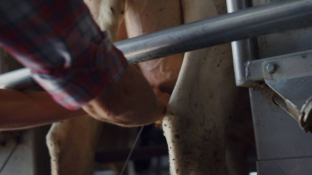 Farm worker milking cow in industrial dairy farm close up. Unknown professional employee getting milk from udder in modern technological cowshed by hands. Production organic food on agricultural ranch - Photo, image