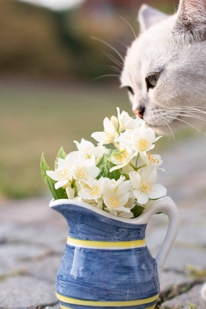 a small kitten of the Scottish breed sniffs Jasmine in a vase of yellow-blue color, depth of field background in blur. High quality photo - Foto, Imagen