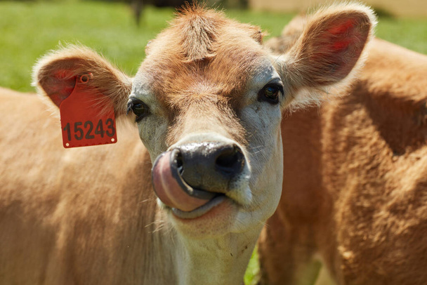 Весняний час шинанігів. стадо молочних корів, що стоять у зеленому пасовищі
 - Фото, зображення