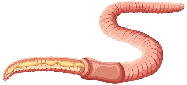 Earthworm anatomy concept vector illustration - Vettoriali, immagini