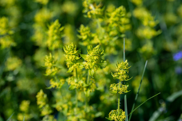 Cruciata laevipes flower in meadow, close up - Photo, Image