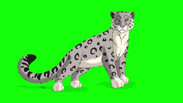 Snow Leopard. Handmade animated looped 4K footage isolated on green screen.  - Imágenes, Vídeo