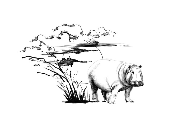 Hippo on sunset with grass and clouds. Collection of hand drawn illustrations (originals, no tracing) - Photo, image