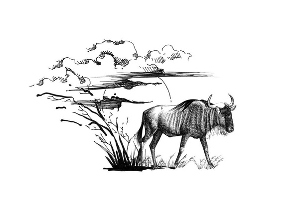 Wildebeest στο ηλιοβασίλεμα με γρασίδι και σύννεφα. Συλλογή χειροκίνητων εικονογραφήσεων (πρωτότυπα, χωρίς εντοπισμό)) - Φωτογραφία, εικόνα