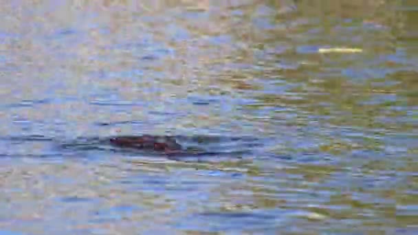 Swimming nutria diving into a pond as invasive species like a beaver or rat in aquatic environment at shores and lakes in European waters searches for food deep in the water as swimming rat or otter - Video