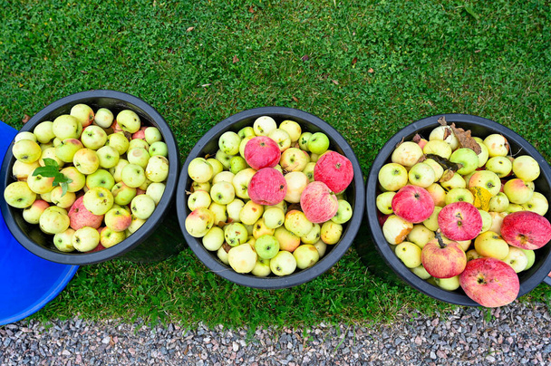 Windfall apple in buckets standing in garden Kumla Sweden august 27 2022 - Photo, image
