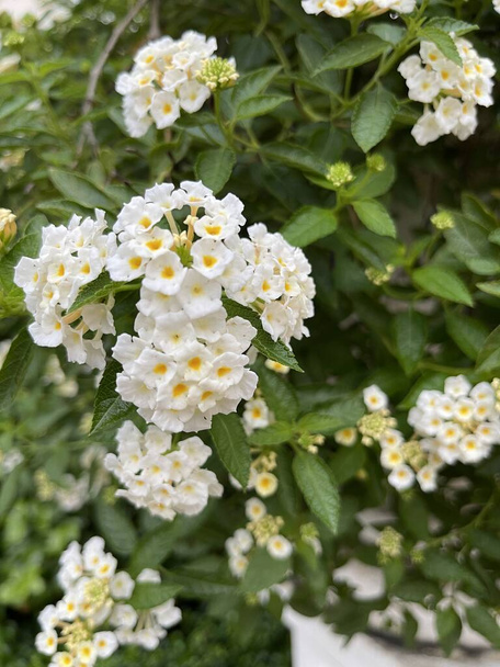 Close-up White sage blooms in the garden  - Foto, Bild