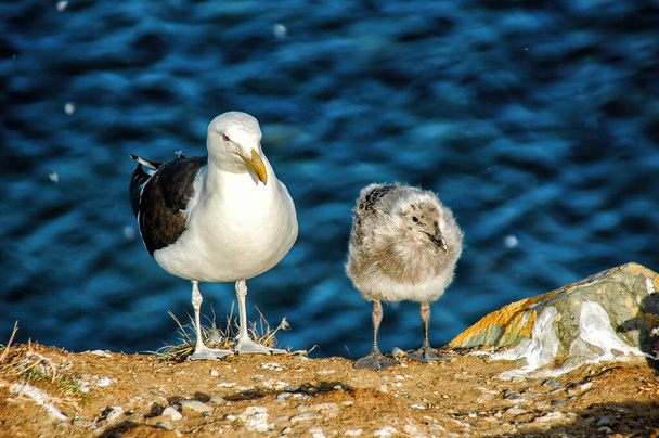 Yung Kelp Gull, Larus dominicanus, Isla Magdalena, Patagonie, Chili
 - Photo, image
