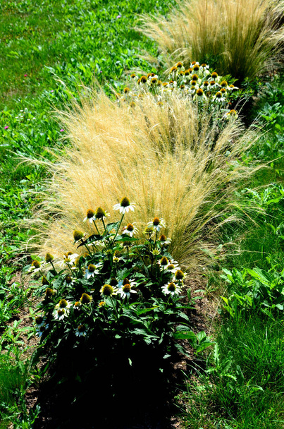 Ziersteppengräser vertragen Trockenheit und sind auch im Winter reihenweise oder einzeln oder in Kombination mit einer lila oder weißen Staude dekorativ - Foto, Bild