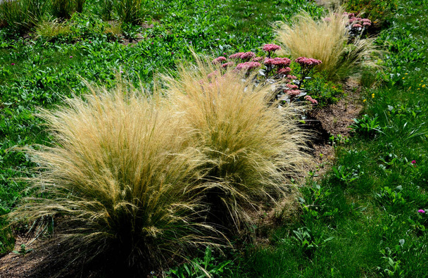 hierbas ornamentales de estepa pueden soportar la sequía y son decorativas incluso en invierno en filas o individualmente o en combinación con una perenne púrpura o blanca - Foto, Imagen