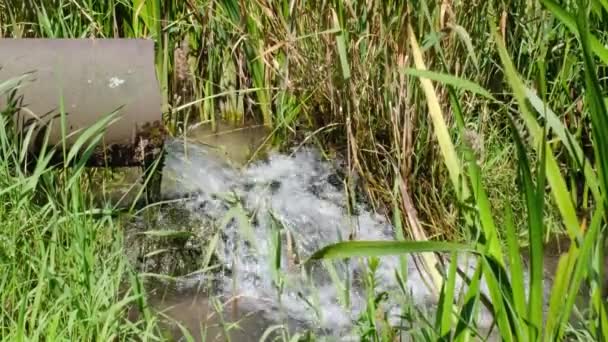 The industrial wastewater is discharged from the pipe into the river. Waste water discharge. Ecological problems - Záběry, video