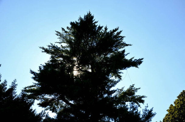pine has pleasantly soft long needles of light green color with a blue-green tinge. The natural shape is erect, the growth in youth regularly conical - Photo, Image