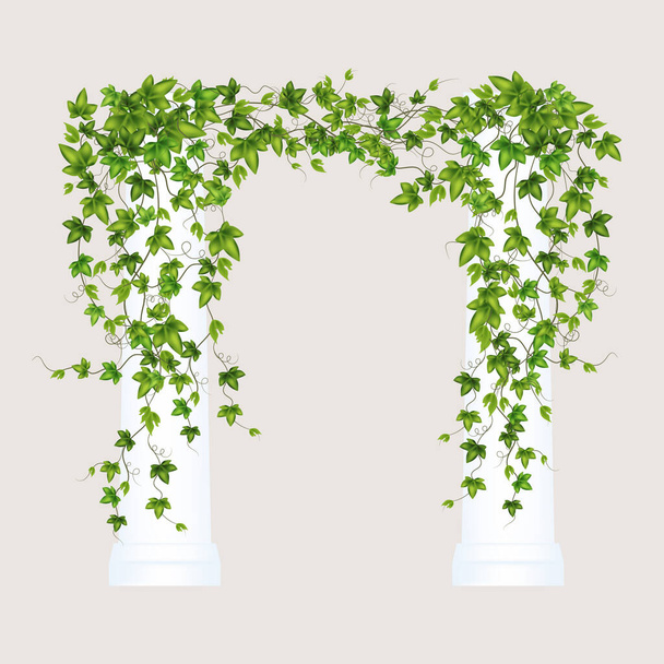 Decoration for garden or home.Green vine, creeper or ivy hanging from above or climbing the wall.Template on white background. - Vettoriali, immagini