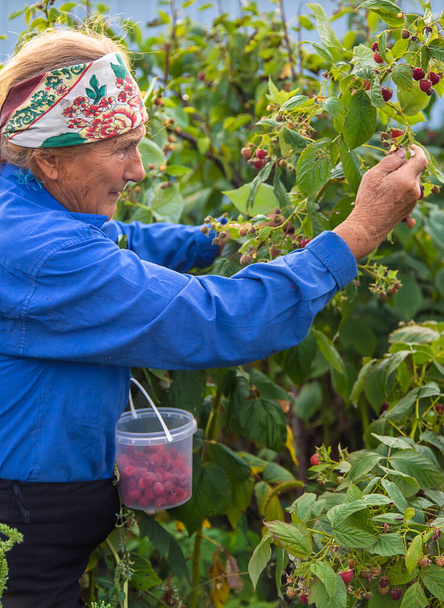 Grandmother harvests raspberries in the garden. Selective focus. Food. - Foto, imagen