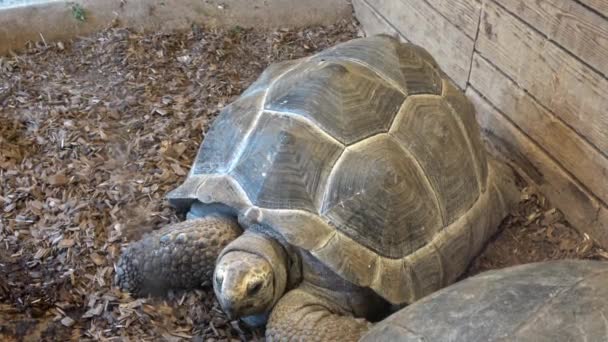 Cabeza de tortuga estimulada africana (Centrochelys sulcata), también llamada tortuga sulcata - Metraje, vídeo