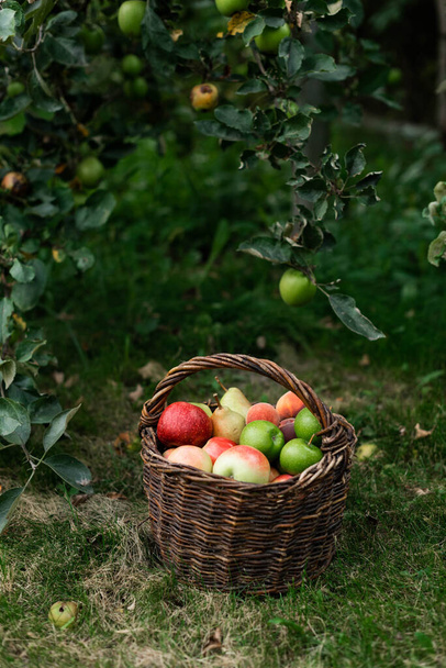 Harvesting in an apple orchard - 写真・画像