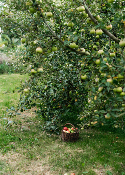 Harvesting in an apple orchard - Photo, image