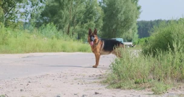 German Shepherd walks towards the camera on the road. Green grass, bushes and trees, daytime. A large dog sticking out his tongue runs on a jog. High quality 4k footage - Video, Çekim