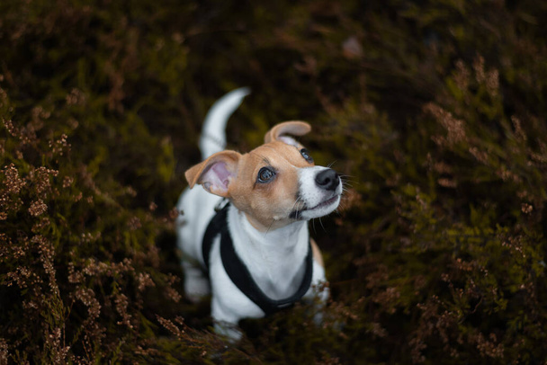 Jack Russell terrier σκυλί κάθεται στο γρασίδι και κοιτάζει ανηφόρα, περιμένοντας την εντολή - Φωτογραφία, εικόνα
