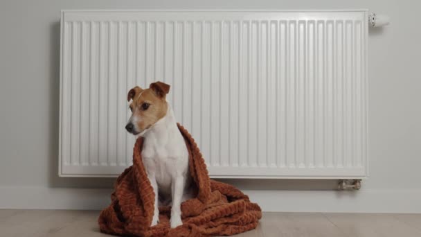 Dog freezing in living room in winter season, Pet sit near heating radiator under blanket to keep warm, Rising costs in private households due to energy crisis and inflation - Filmagem, Vídeo