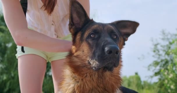 Girls hands stroke the head of a German shepherd. The dog looks into the distance. The owner sniffs the pets neck. Love and friendship. High quality 4k footage - Footage, Video