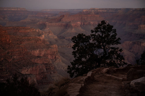 Silhouette Of Tree On the Edge Of The Grand Canyon along the South Kaibab Trail - Zdjęcie, obraz